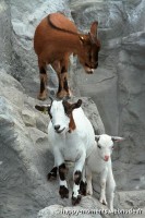 /album/animaux/photo-061-jpg/